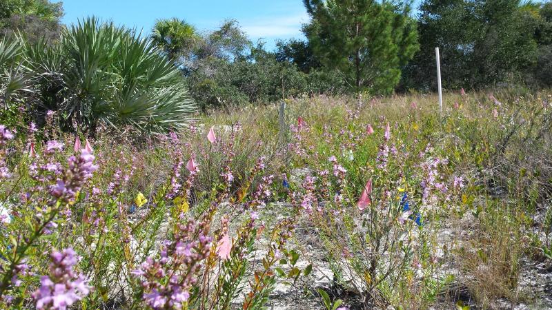 A population of endangered Savannas mint plants with purple flowers.